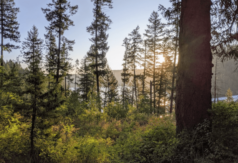 Screen Shot 2022 10 24 at 2.35.55 PM 768x527