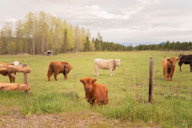 cows 768x512